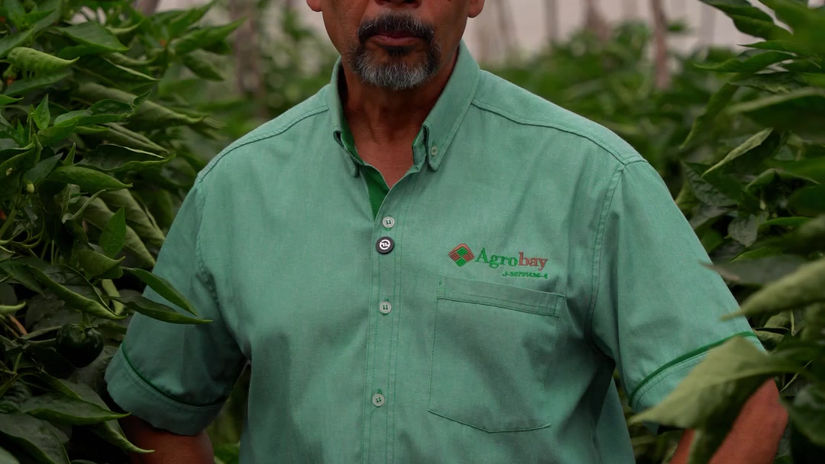 Análisis del cultivo de pimentón – Parte 2: Recomendaciones para control de hongos y bacterias